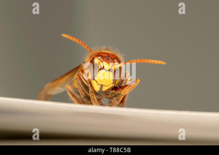 Frelon européen (lat. Vespa crabro) Banque D'Images