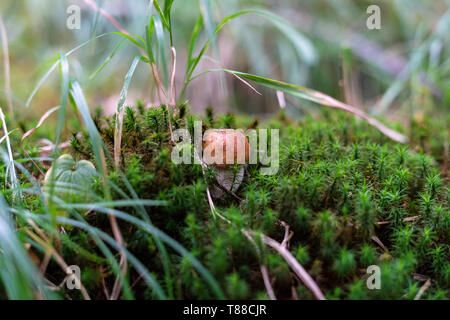 Close-up de Boletus edulis (cèpes) dans les bois, la Valtellina, Lombardie, Italie Banque D'Images