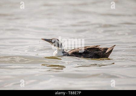 Femme de couleur brun et blanc natation canard Banque D'Images