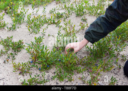 La cueillette des bleuets, le Nord du Québec, Canada Banque D'Images