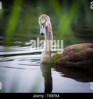 Un jeune swan regarde vers l'appareil photo dans les roseaux flottants tout en bas par la rivière. Banque D'Images