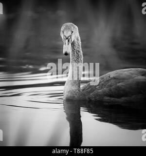 Un jeune swan regarde vers l'appareil photo dans les roseaux flottants tout en bas par la rivière. Banque D'Images