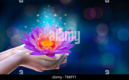 Dans les mains d'une fleur rose lotus violet lumineux lumière flottante sparkle fond violet Banque D'Images