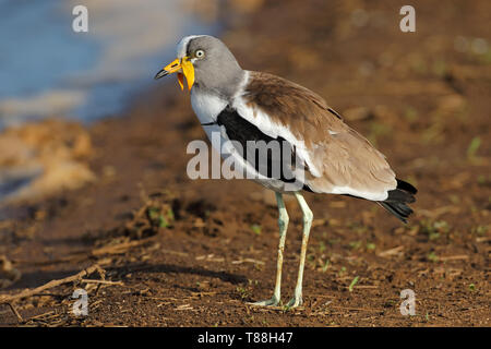 À couronne blanche sociable (Vanellus albiceps), Kruger National Park, Afrique du Sud Banque D'Images