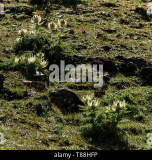 Chardon Cirsium spinosissimum ; Spiniest sur le Pizol, Alpes Suisses Banque D'Images