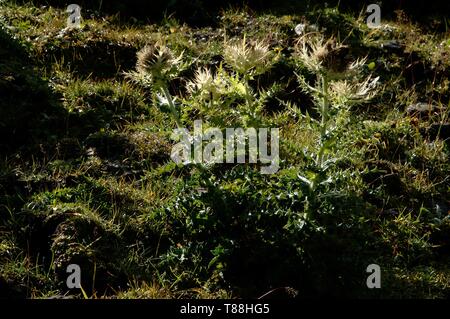 Chardon Cirsium spinosissimum ; Spiniest sur le Pizol, Alpes Suisses Banque D'Images