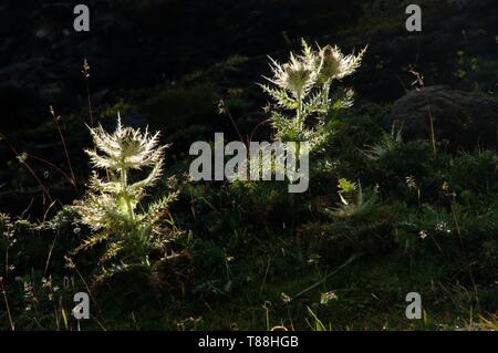 Chardon Cirsium spinosissimum ; Spiniest sur le Pizol, Alpes Suisses Banque D'Images