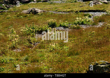 Chardon Cirsium spinosissimum ; Spiniest sur le Pizol, Alpes Suisses Banque D'Images