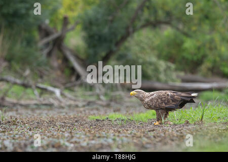 Des profils pygargue à queue blanche, halitaeetus albicilla), dans l'environnement naturel qui se nourrit d'une pris du poisson. Des oiseaux sauvages en été. Banque D'Images