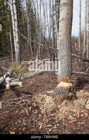 Un tremble montrant des signes de castor (Castor canadensis). Le castor est en train de gruger le tronc de l'arbre afin de Banque D'Images