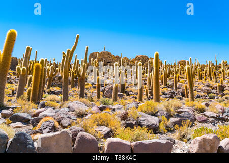 L'île de Incahuasi Cactus l'île au milieu du Salar de Uyuni en Bolivie Banque D'Images