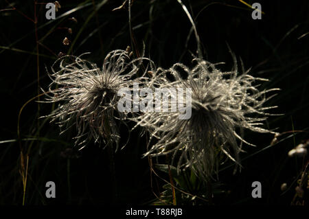 Pulsatilla sp. ; infructescences de pasqueflower sur le Hoher Kasten, Alpes Suisses Banque D'Images