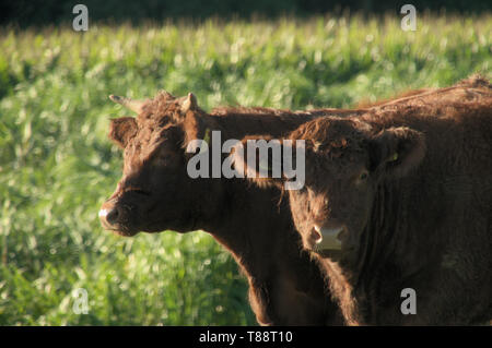 Aberdeen Angus cattle dans un pré près de Rapperswil, Suisse Banque D'Images