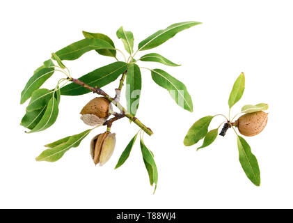 Tige d'amande avec des feuilles et des obus à maturité. Arrière-plan blanc. Banque D'Images