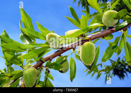 Les amandes sur la branche sur fond de ciel bleu. Banque D'Images