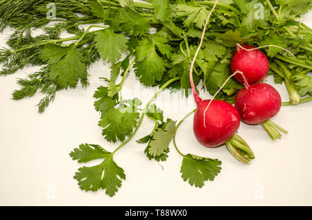 Herbes comestibles fraîchement récolté à partir de brins d'aneth odorant et la coriandre avec les radis rond rouge sur fond blanc Banque D'Images