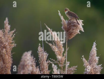 Marsh warbler chante perché sur un roseau cannes Banque D'Images