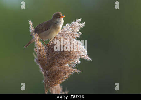 Marsh warbler chante passionnément perché sur une canne de roseau Banque D'Images