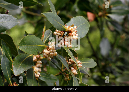 Bay Tree blossom avec boutons de fleurs au printemps. Laurus nobilis Banque D'Images