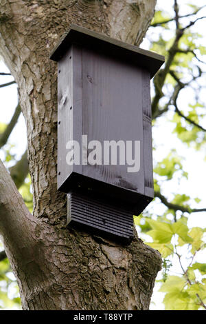 Bat fort dans un churyard, sur un arbre de bois feuillus. Banque D'Images