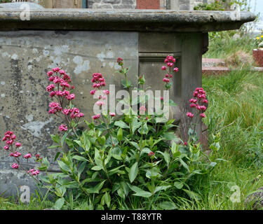 Tombe dans un cimetière avec de plus en plus rouge de valériane comme une fleur sauvage à côté. Banque D'Images