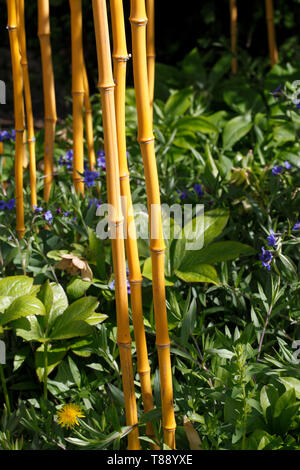 Yellow-corner bambou. Phyllostachys aureosulcata Banque D'Images