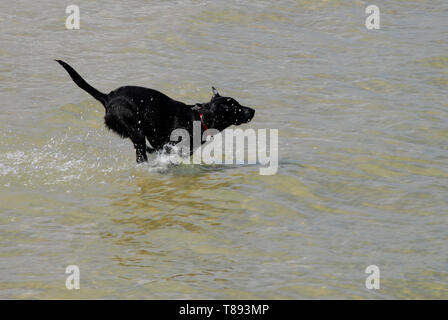 Weymouth, Dorset, UK. 11 mai 2019. Un chien s'amuse à courir après un ballon dans les eaux peu profondes au large de la plage de Weymouth ensoleillée. crédit : Stuart fretwell/Alamy Live News Banque D'Images