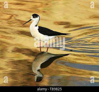 Fuhai, la Région Autonome Uygur du Xinjiang. 9 mai, 2019. L'eau est un oiseau vu à une zone humide de Fuhai County, nord-ouest de la Chine, la Région autonome du Xinjiang Uygur, le 9 mai, 2019. Credit : Sadate/Xinhua/Alamy Live News Banque D'Images