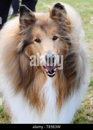 Knebworth Park, Royaume-Uni. Le 11 mai, 2019. Un Shetland Sheepdog vu au cours de l'Dogfest 2019 à Knebworth Park. Credit : Keith Mayhew SOPA/Images/ZUMA/Alamy Fil Live News Banque D'Images