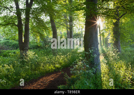 Barton-upon-Humber, Nord du Lincolnshire, au Royaume-Uni. 12 mai, 2019. Météo France : Début de la lumière du matin et la brume parmi les hêtres dans Baysgarth Park au printemps. Credit : LEE BEEL/Alamy Live News Banque D'Images