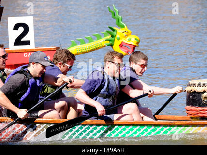 Gloucester, Royaume-Uni. 12 mai 2019. Course de bateaux dragon équipes à Gloucester dock pour les organismes de bienfaisance locaux. Chaque bateau a une tête de dragon de couleur vive à la proue et une équipe de bénévoles qui, avec beaucoup d'enthousiasme. Crédit : Mr Standfast / Alamy Live News Banque D'Images