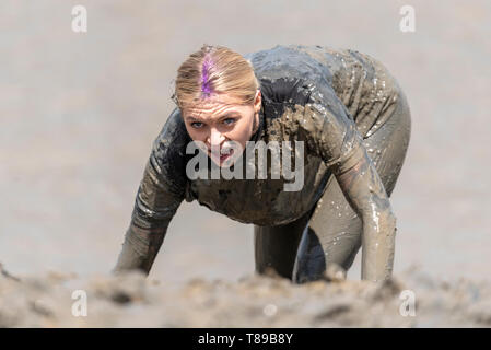 300 coureurs s'attaquent au parcours qui les emmène à travers la rivière Chelmer et retour à marée basse à travers la boue accrocheuse. Les concurrents de Maldon Mud Race courent pour la charité avec beaucoup en robe de fantaisie et tous se couvrent de boue pendant la course Banque D'Images