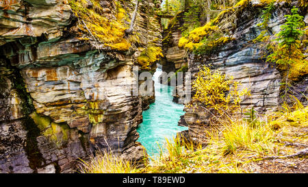 Les eaux turquoise de la rivière Athabasca s'écoule à travers un canyon juste après l'Chutes Athabasca dans le parc national Jasper en Alberta, l'Ouest du Canada Banque D'Images