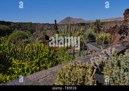 Vue sur jardin de cactus - jardin de cactus à Guatiza- Lanzarote, Îles Canaries Banque D'Images