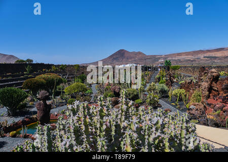 Vue sur jardin de cactus - jardin de cactus à Guatiza- Lanzarote, Îles Canaries Banque D'Images