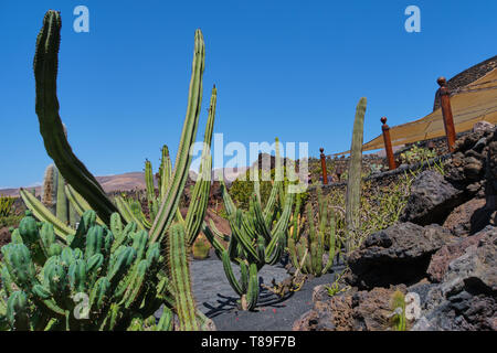 Vue sur jardin de cactus, jardin de cactus à Guatiza, Lanzarote, îles Canaries, Espagne Banque D'Images