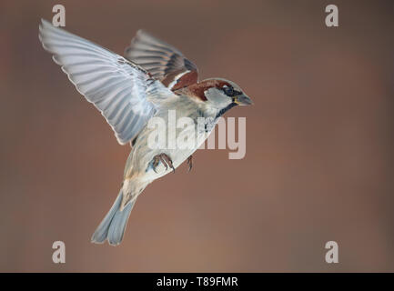 Moineau domestique mâle en vol avec des ailes étirés à l'hiver Banque D'Images
