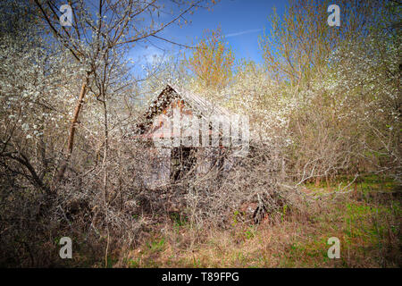 Petite maison abandonnés envahis par les arbres en fleurs un bush en Bélarus zone d'exclusion de Tchernobyl, a récemment ouvert pour le public d'avril 2019. Banque D'Images