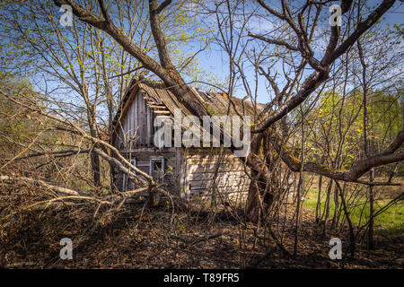 Petite maison abandonnés envahis par les arbres en fleurs et de bush au Bélarus zone d'exclusion de Tchernobyl, a récemment ouvert pour le public d'avril 2019. Banque D'Images