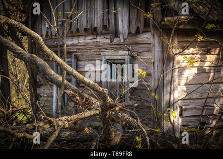 Petite maison abandonnés envahis par les arbres en fleurs et de bush au Bélarus zone d'exclusion de Tchernobyl, a récemment ouvert pour le public d'avril 2019. Banque D'Images