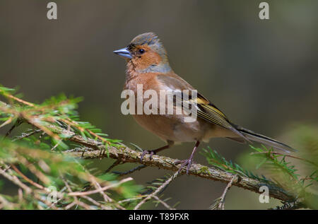 Chaffinch commun mâle posant sur une branche de sapin vert dans une forêt Banque D'Images