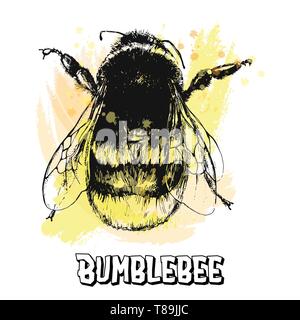 Style croquis dessinés à la main, bumblebee isolé sur fond blanc. Vector illustration. Illustration de Vecteur