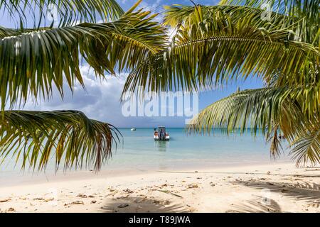 La France, la Guadeloupe, Marie-Galante, Saint Louis, Anse Canot, plage de sable blanc, mer turquoise, cocotiers et motor yacht ancré dans le fond blanc Banque D'Images