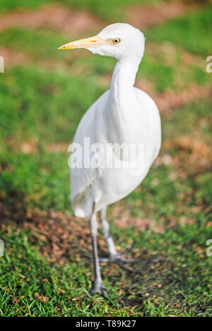 L'aigrette garzette blanc à la recherche de nourriture sur l'herbe verte Banque D'Images