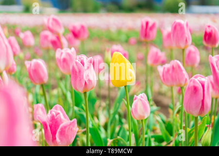 Tulipe jaune dans un champ entre les tulipes rose et blanc - une fleur différente. Sur une fleur ferme, attraction touristique. Banque D'Images