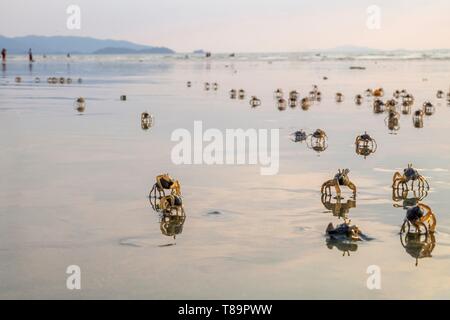 Le Myanmar, Birmanie, région de Tanintharyi, Dawei ou Tavoy, Maungmagan beach, crabes Banque D'Images