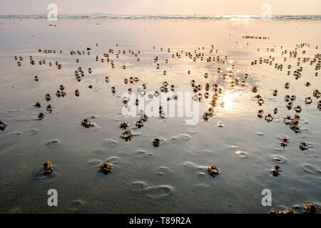 Le Myanmar, Birmanie, région de Tanintharyi, Dawei ou Tavoy, Maungmagan beach, crabes Banque D'Images