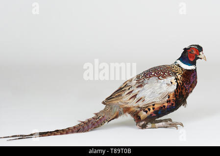 Un stand d'oiseaux faisan isolated on white background studio Banque D'Images