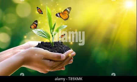 L'environnement le jour de la Terre dans les mains d'arbres de semis. Bokeh fond vert femme hand holding arbre sur la nature champ herbe Forêt conservati Banque D'Images