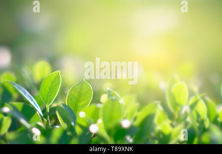 Fond vert naturel d'une lumière dorée jardin avec copie espace en utilisant comme fond Banque D'Images